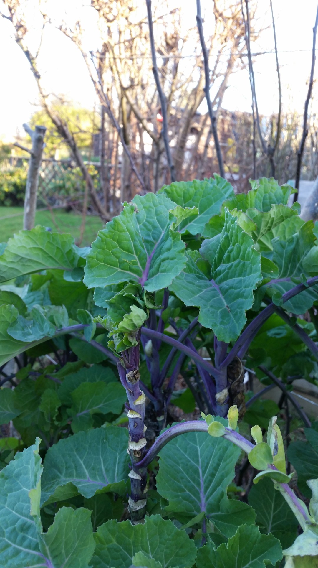 Perennial kale in garden January