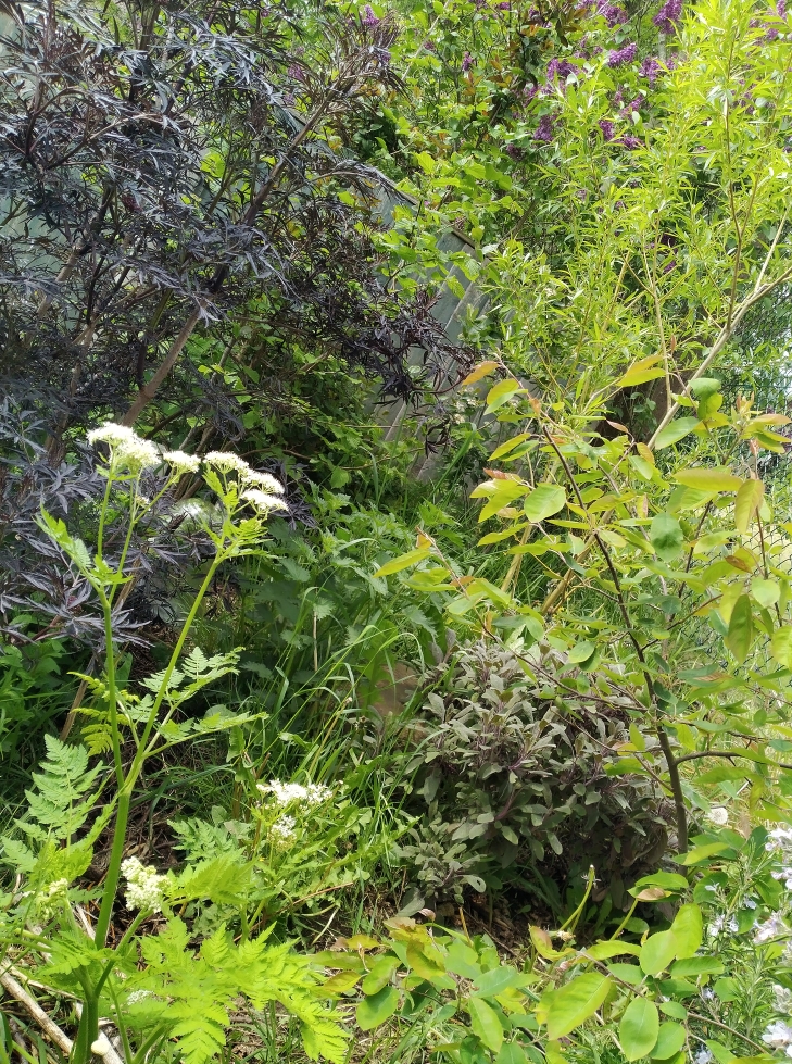 Forest garden polyculture planting in summer