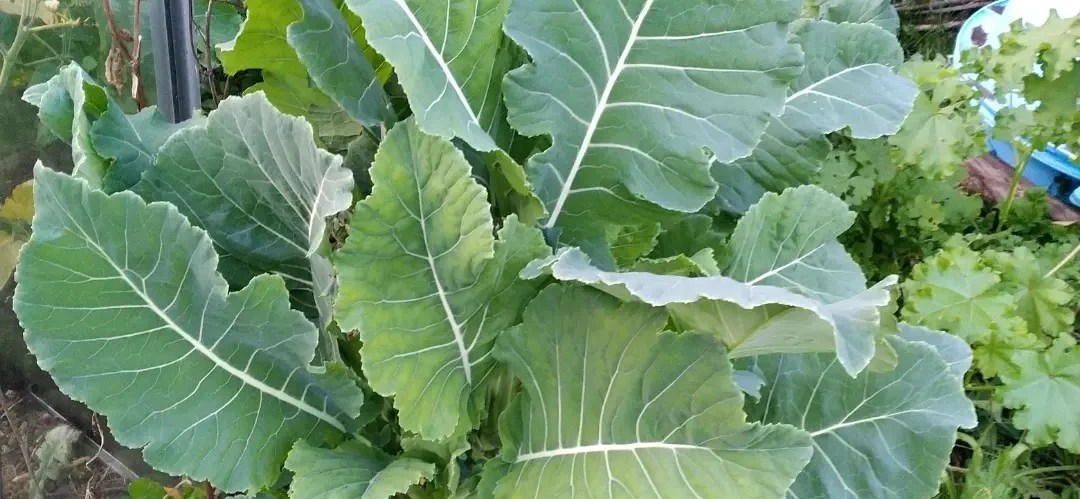 kale earthed up perennial plant nursery belper