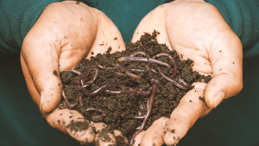 Soil Health Club earthed up perennial plant nursery