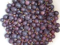 Gooseberry ‘Red Velvet’