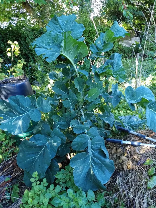 Purple Kale Tree Perennial Edible Vegetable