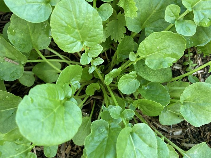 Land Cress