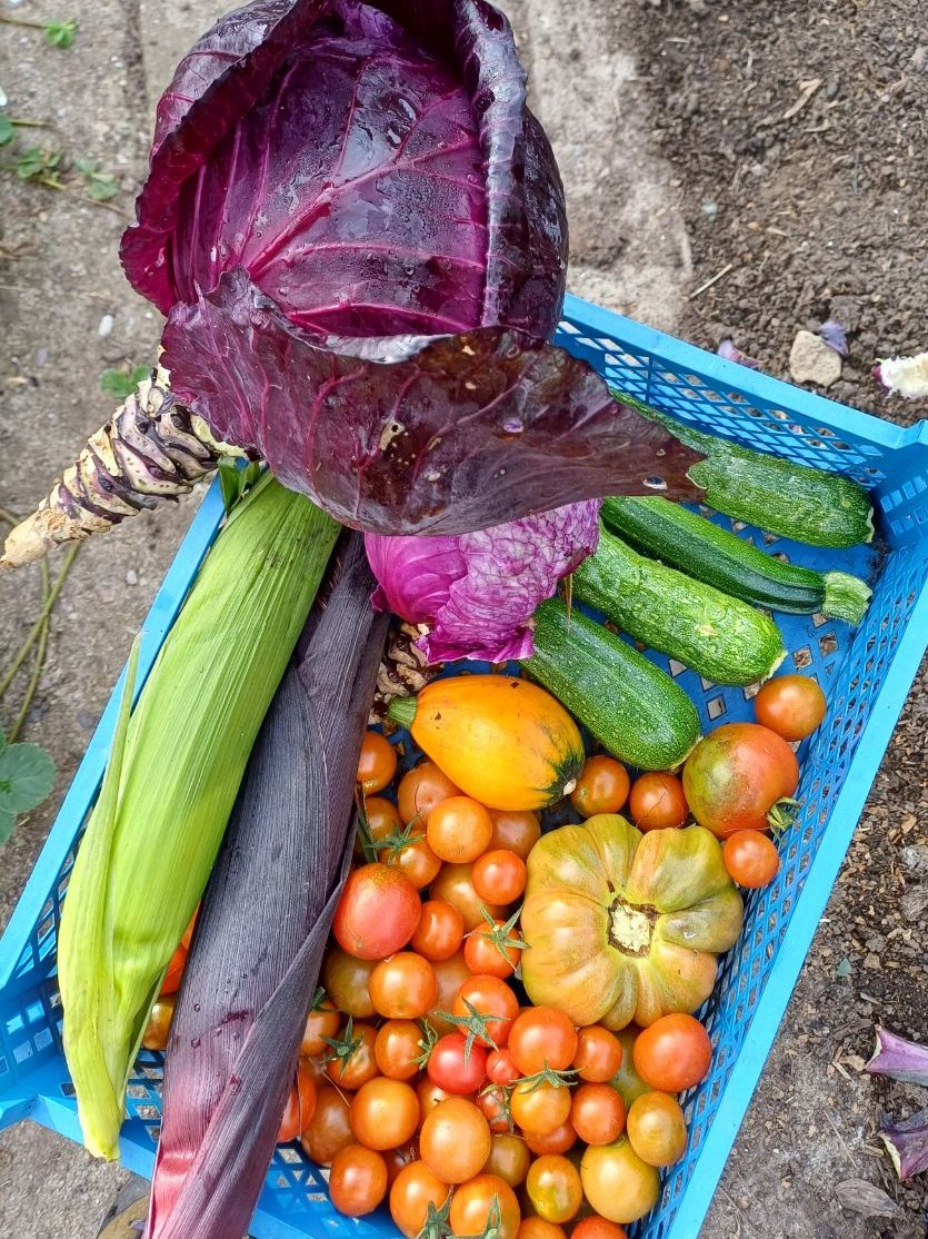 A tray of freshly harvested produce: different small tomatoes, corn on the cob, courgettes, a red cabbage.