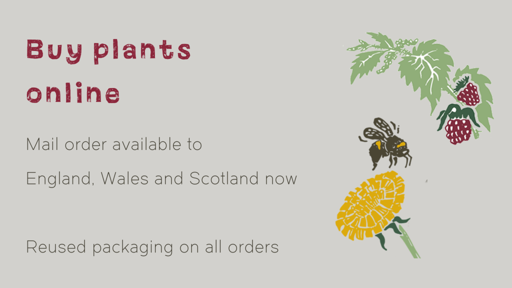 Buy plants online. Mail order available to England, Wales and Scotland now