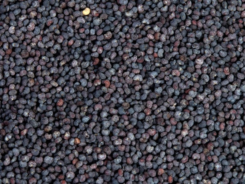 Seedy Sunday – Harry’s Favourite Seeds