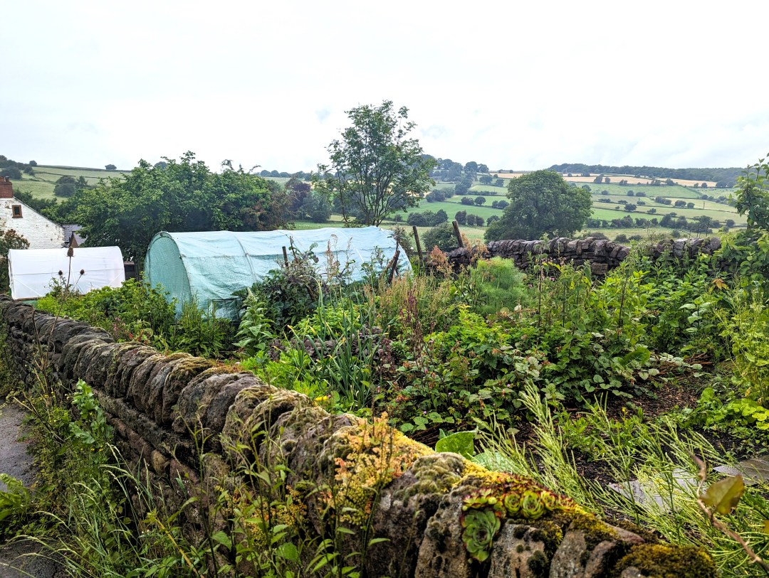 A veiw over the stone wall into the garden of Earthed Up agroecological plant nursery.