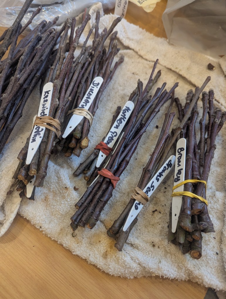 Close up of some bundles of apple tree scions including Discovery, Northern Green & Bramley - cuttings bundled up and labelled, ready to be taken for grafting by attendees.