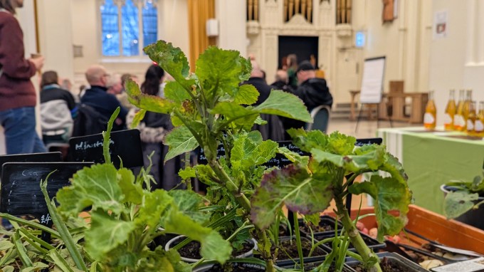 Daubenton's kale plants on the Earthed Up stall at the Northern Fruit Moot in St Mary's Church