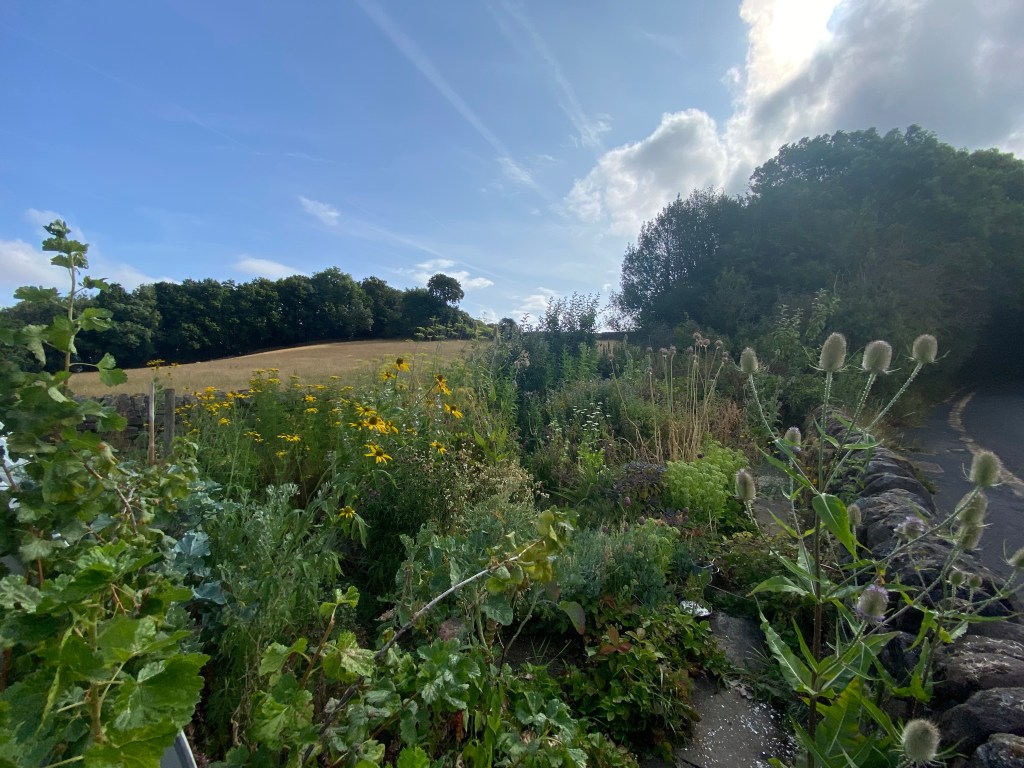 A view looking down the path in the Earthed Up garden, there are a number of yellow flowers, a dry stone wall, and some trees in the background