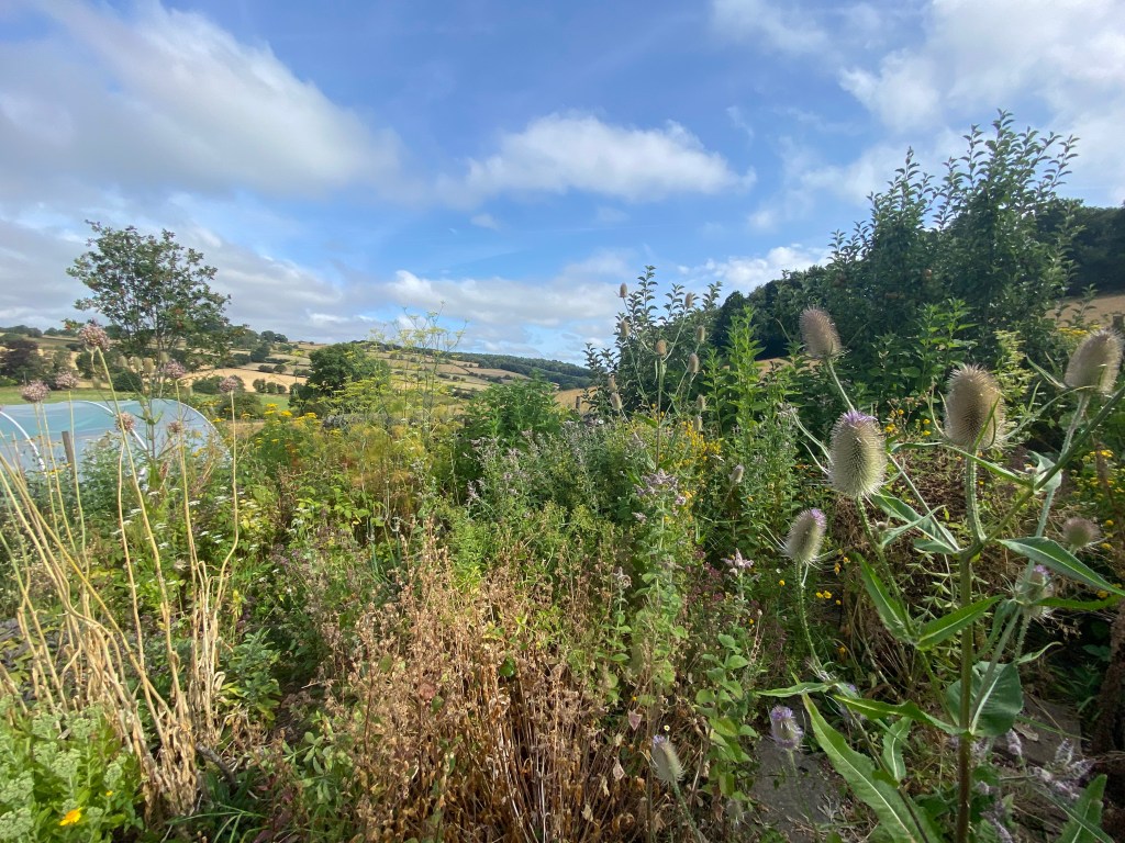 An image of the Earthed Up garden, showing many thriving plants, the polytunnel, and the hills in the background